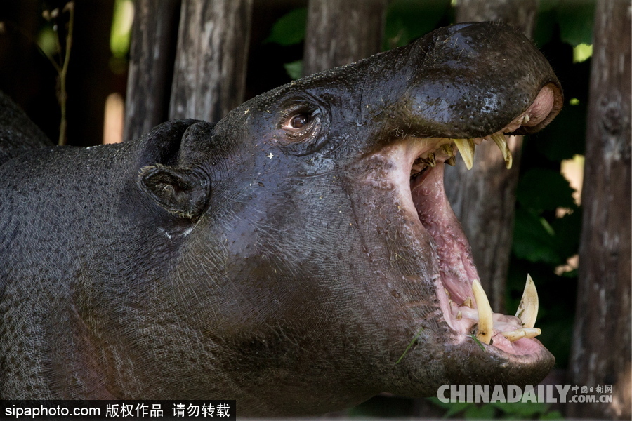 莫斯科動(dòng)物園里的倭河馬 龐大笨重張嘴顯“霸氣”