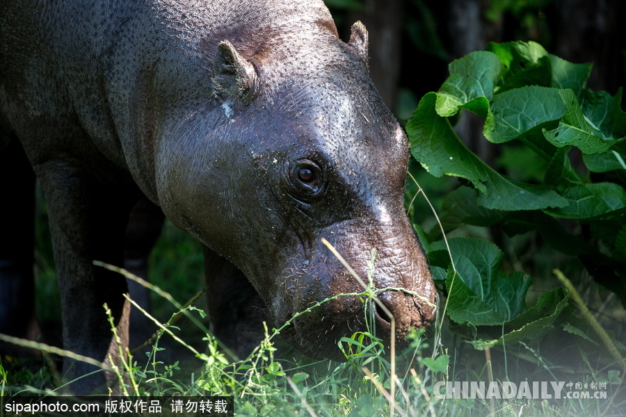 莫斯科動(dòng)物園里的倭河馬 龐大笨重張嘴顯“霸氣”